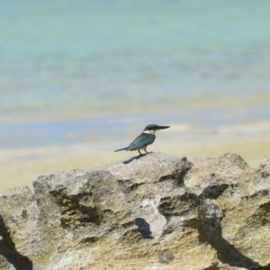Todiramphus sanctus at Coral Sea, QLD - 29 Mar 2021 06:30 PM