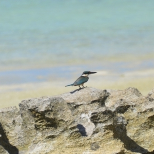 Todiramphus sanctus at Coral Sea, QLD - 29 Mar 2021