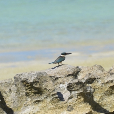 Todiramphus sanctus (Sacred Kingfisher) at Coral Sea, QLD - 29 Mar 2021 by natureguy