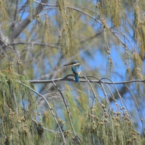 Todiramphus sanctus at Coral Sea, QLD - 29 Mar 2021