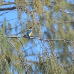 Todiramphus sanctus at Coral Sea, QLD - 29 Mar 2021