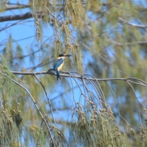 Todiramphus sanctus at Coral Sea, QLD - 29 Mar 2021 06:30 PM