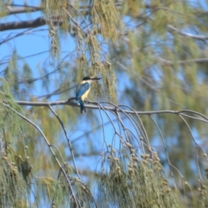 Todiramphus sanctus at Coral Sea, QLD - 29 Mar 2021