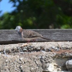 Geopelia humeralis (Bar-shouldered Dove) at Bogie, QLD - 31 Mar 2021 by natureguy