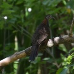 Geopelia humeralis at Coral Sea, QLD - 31 Mar 2021 01:11 PM