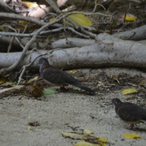 Geopelia humeralis at Coral Sea, QLD - 31 Mar 2021 01:11 PM