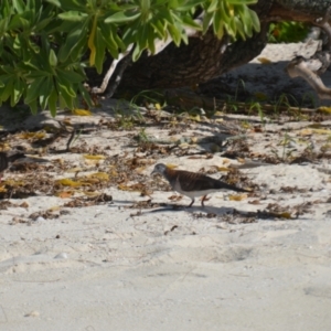 Geopelia humeralis at Coral Sea, QLD - 31 Mar 2021 01:11 PM