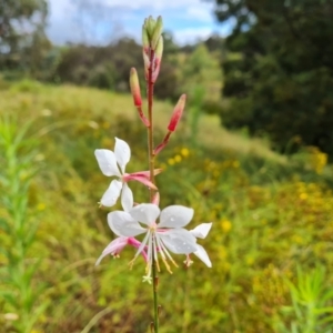 Oenothera lindheimeri at O'Malley, ACT - 15 Jan 2022 10:29 AM