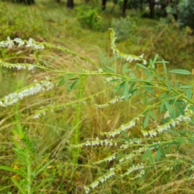 Melilotus albus (Bokhara Clover) at O'Malley, ACT - 15 Jan 2022 by Mike