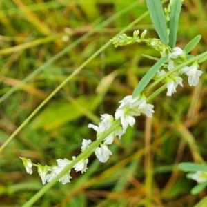 Melilotus albus at O'Malley, ACT - 15 Jan 2022 10:32 AM