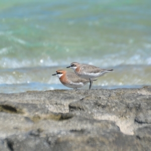 Charadrius mongolus (Lesser Sand Plover) at Bogie, QLD by natureguy