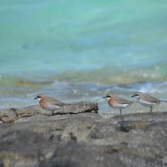 Charadrius mongolus at Bogie, QLD - 1 Apr 2021