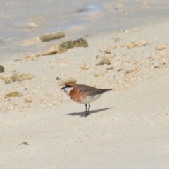 Anarhynchus mongolus at Coral Sea, QLD - suppressed