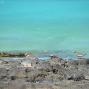 Anarhynchus mongolus at Coral Sea, QLD - 1 Apr 2021