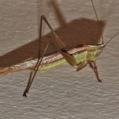 Conocephalus semivittatus (Meadow katydid) at Wanniassa, ACT - 14 Jan 2022 by JohnBundock