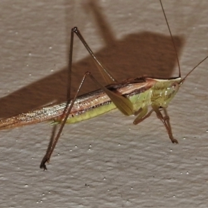 Conocephalus semivittatus at Wanniassa, ACT - 14 Jan 2022