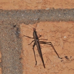 Conocephalus semivittatus at Wanniassa, ACT - 14 Jan 2022