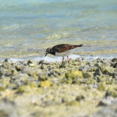 Arenaria interpres (Ruddy Turnstone) at Coral Sea, QLD - 31 Mar 2021 by natureguy