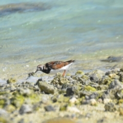 Arenaria interpres at Coral Sea, QLD - 31 Mar 2021