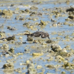 Arenaria interpres at Coral Sea, QLD - 31 Mar 2021