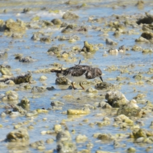 Arenaria interpres at Coral Sea, QLD - 31 Mar 2021