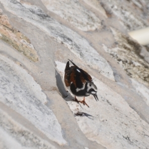 Arenaria interpres at Coral Sea, QLD - 31 Mar 2021