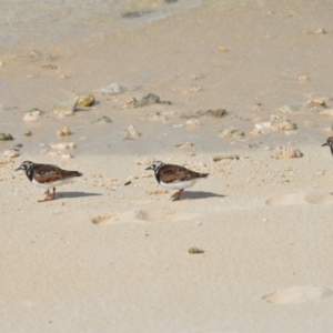 Arenaria interpres at Bogie, QLD - 31 Mar 2021