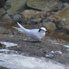 Sterna sumatrana (Black-naped Tern) at Coral Sea, QLD - 31 Mar 2021 by natureguy