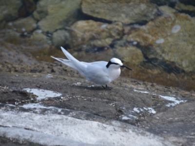 Sterna sumatrana (Black-naped Tern) at Coral Sea, QLD - 31 Mar 2021 by natureguy