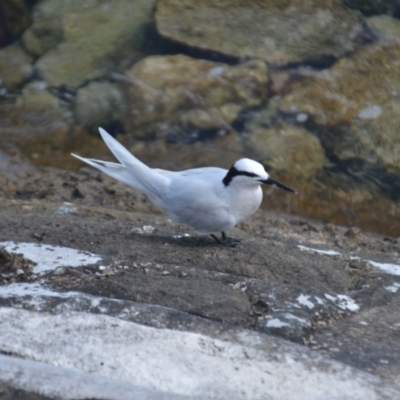 Sterna sumatrana (Black-naped Tern) at Coral Sea, QLD - 31 Mar 2021 by natureguy