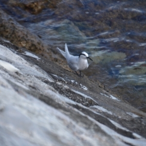 Sterna sumatrana at Coral Sea, QLD - 31 Mar 2021