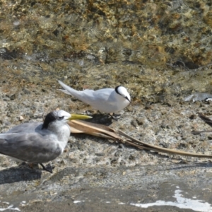 Sterna sumatrana at Coral Sea, QLD - 31 Mar 2021