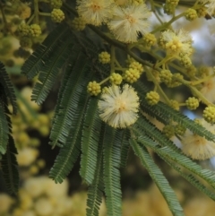 Acacia mearnsii (Black Wattle) at Paddys River, ACT - 30 Nov 2021 by michaelb