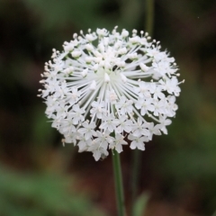 Trachymene composita var. composita at Pambula Beach, NSW - 3 Jan 2022 by KylieWaldon