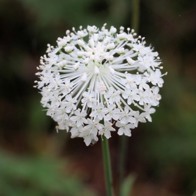 Trachymene composita var. composita at Pambula Beach, NSW - 3 Jan 2022 by KylieWaldon