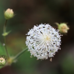 Trachymene composita var. composita at Pambula Beach, NSW - 3 Jan 2022