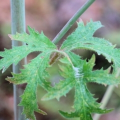 Trachymene composita var. composita at Pambula Beach, NSW - 3 Jan 2022