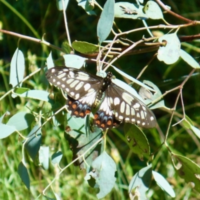 Papilio anactus (Dainty Swallowtail) at Forde, ACT - 14 Jan 2022 by KMcCue