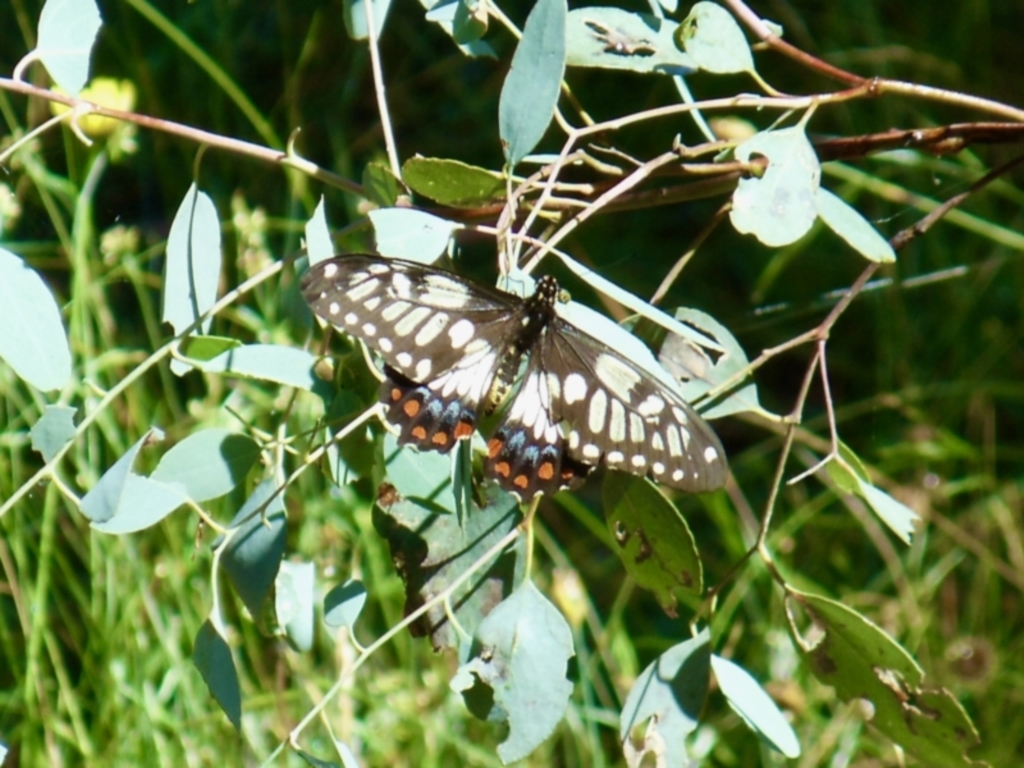 Papilio anactus at Forde, ACT - 15 Jan 2022