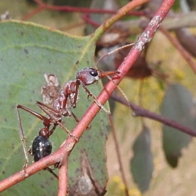 Myrmecia simillima (A Bull Ant) at Kambah, ACT - 13 Jan 2022 by HelenCross