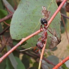 Myrmecia simillima at Kambah, ACT - suppressed