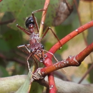 Myrmecia simillima at Kambah, ACT - suppressed