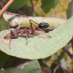 Myrmecia simillima at Kambah, ACT - suppressed