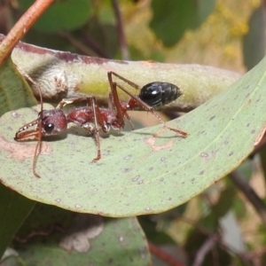 Myrmecia simillima at Kambah, ACT - suppressed