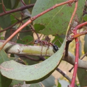 Myrmecia simillima at Kambah, ACT - suppressed