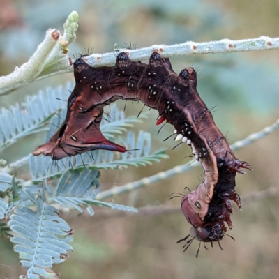 Neola semiaurata (Wattle Notodontid Moth) at Kambah, ACT - 14 Jan 2022 by HelenCross