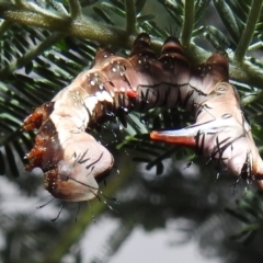 Neola semiaurata at Kambah, ACT - 14 Jan 2022