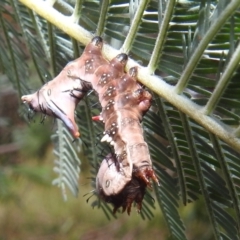 Neola semiaurata at Kambah, ACT - 14 Jan 2022