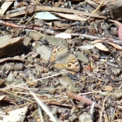 Junonia villida (Meadow Argus) at Forde, ACT - 15 Jan 2022 by KMcCue