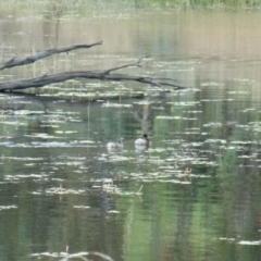 Tachybaptus novaehollandiae (Australasian Grebe) at Forde, ACT - 15 Jan 2022 by KMcCue